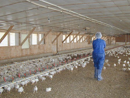 Bird health in American flocks is protected by trained personnel