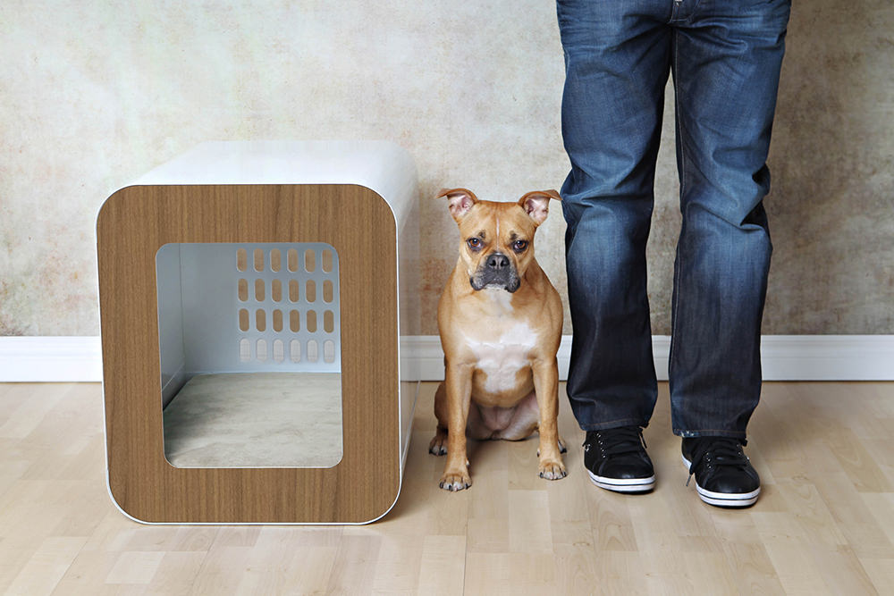 modern dog house